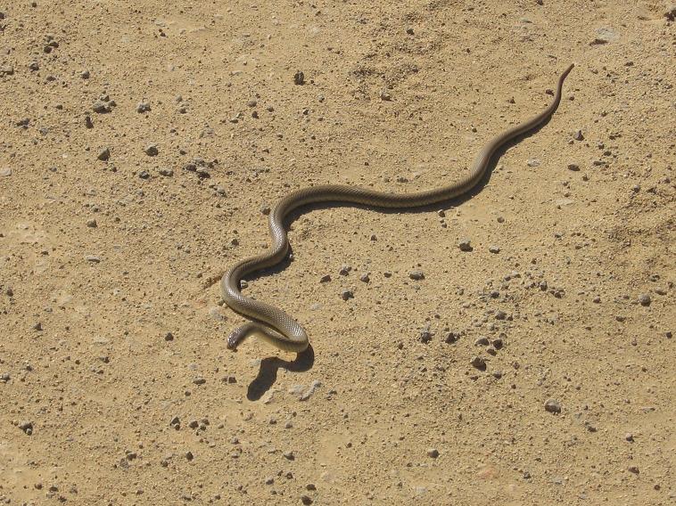 serpentello australiano