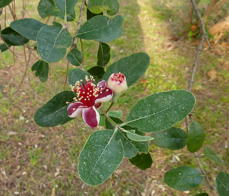 Alberello a fiori rossi in parco cittadino: Acca sellowiana