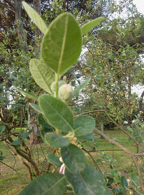 Alberello a fiori rossi in parco cittadino: Acca sellowiana