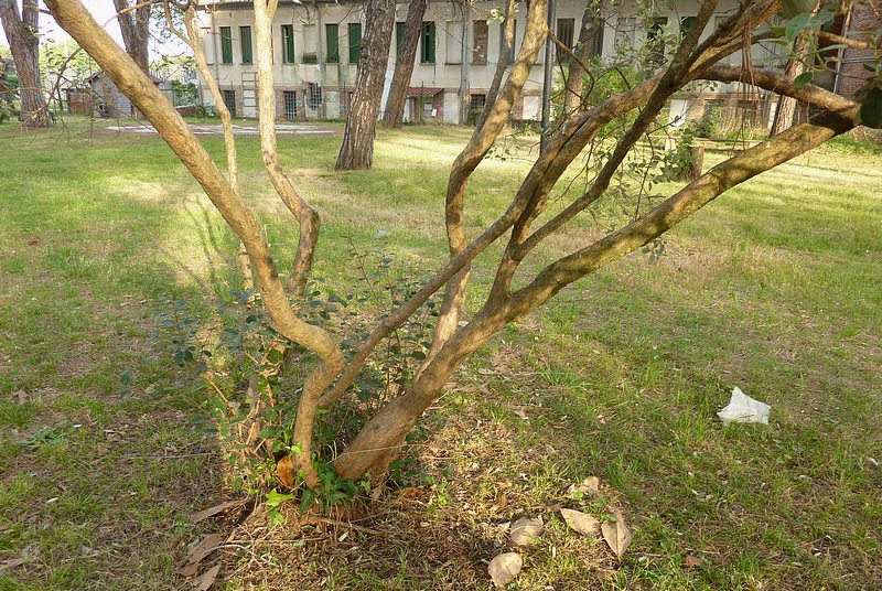 Alberello a fiori rossi in parco cittadino: Acca sellowiana