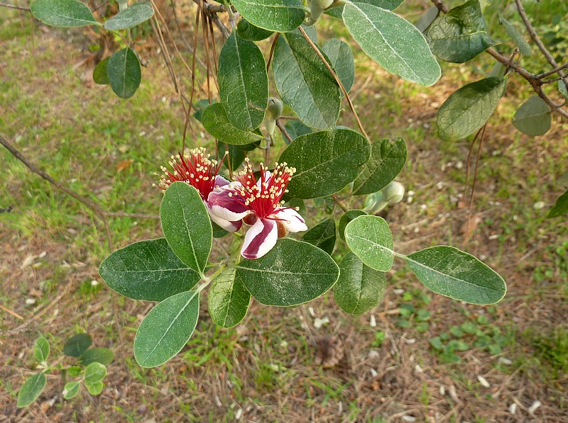 Alberello a fiori rossi in parco cittadino: Acca sellowiana