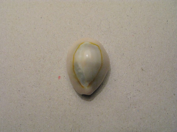 Ciprea da identificare