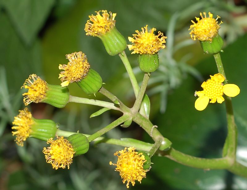 Pianta in vaso da determinare: fiore giallo da composita
