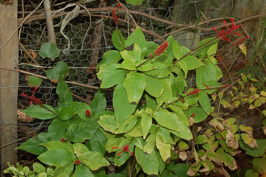 Pianta in vaso a fiori tubulosi rossi - Odontonema strictum