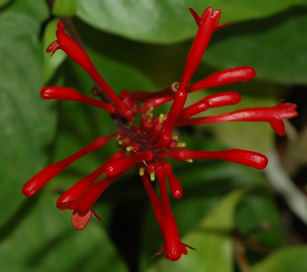 Pianta in vaso a fiori tubulosi rossi - Odontonema strictum