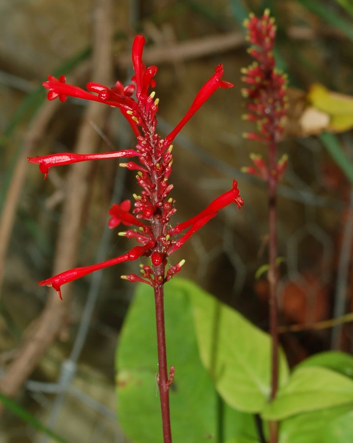 Pianta in vaso a fiori tubulosi rossi - Odontonema strictum