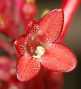 Pianta in vaso a fiori tubulosi rossi - Odontonema strictum
