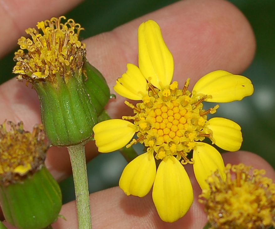 Pianta in vaso da determinare: fiore giallo da composita