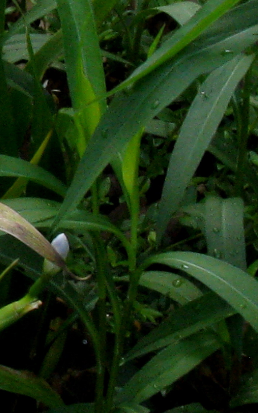 Iris japonica? S