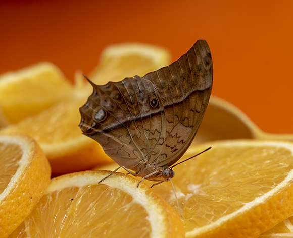 Farfalla esotica:  Charaxes cfr. varanes (Nymphalidae)