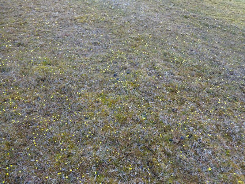 Da determinare da Ny Alesund, Svalbard 15/08/2012