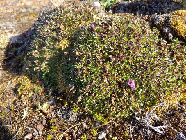 Da determinare da Ny Alesund, Svalbard 15/08/2012 - 2