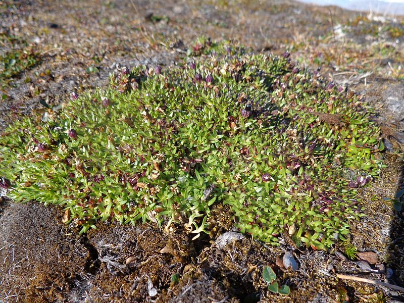 Da determinare da Ny Alesund, Svalbard 15/08/2012 - 2