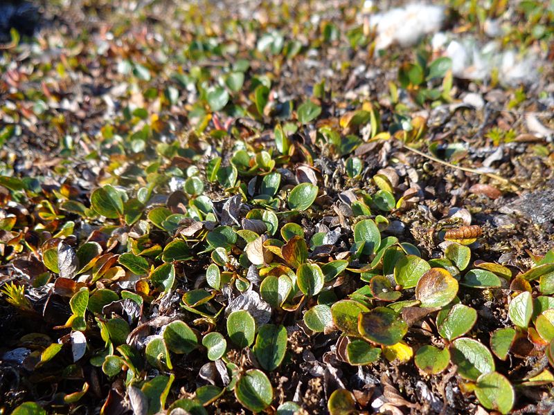 Da determinare da Ny Alesund, Svalbard 15/08/2012 - 3