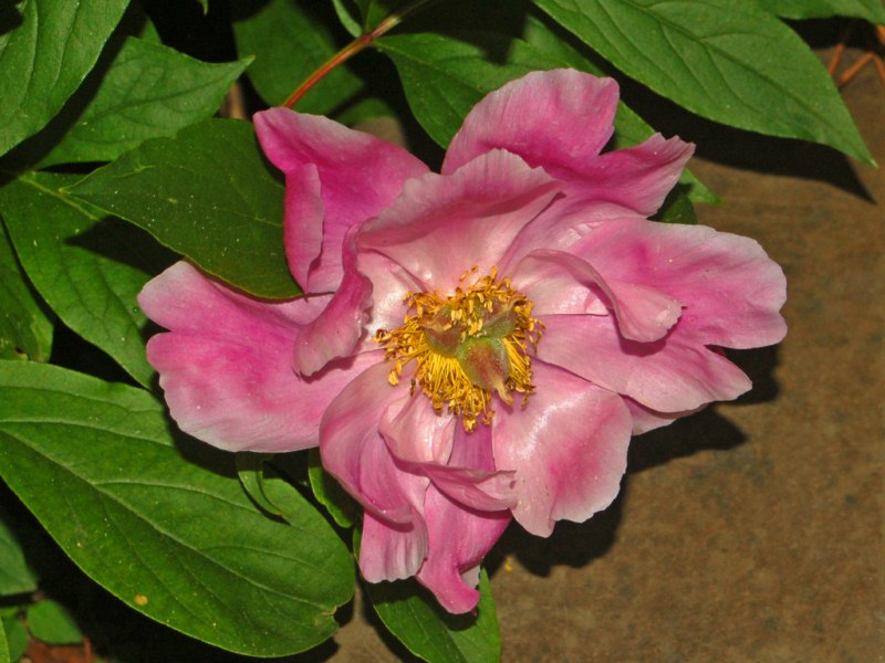 Una pianta con dei grandi fiori rosa - Paeonia mascula ...