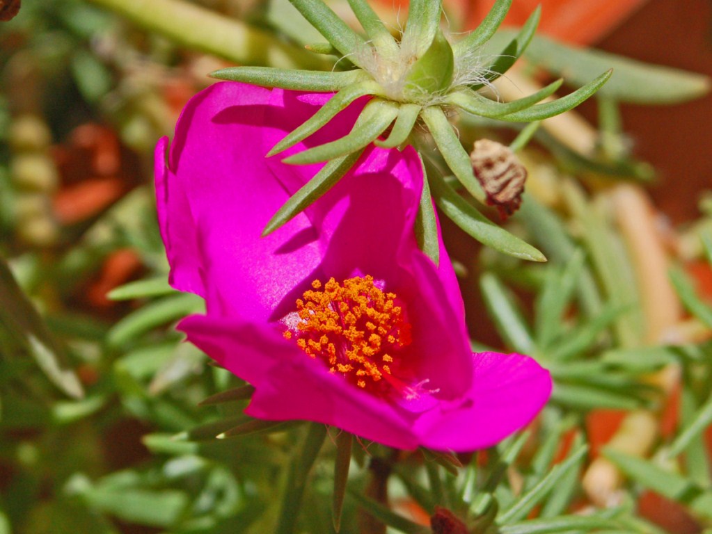 Semplicemente un bel fiore . Portulaca grandiflora