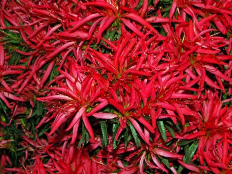 Dei fiori sfrangiati