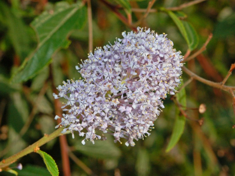 Un''infiorescenza di piccoli fiori bianchi - da determinare