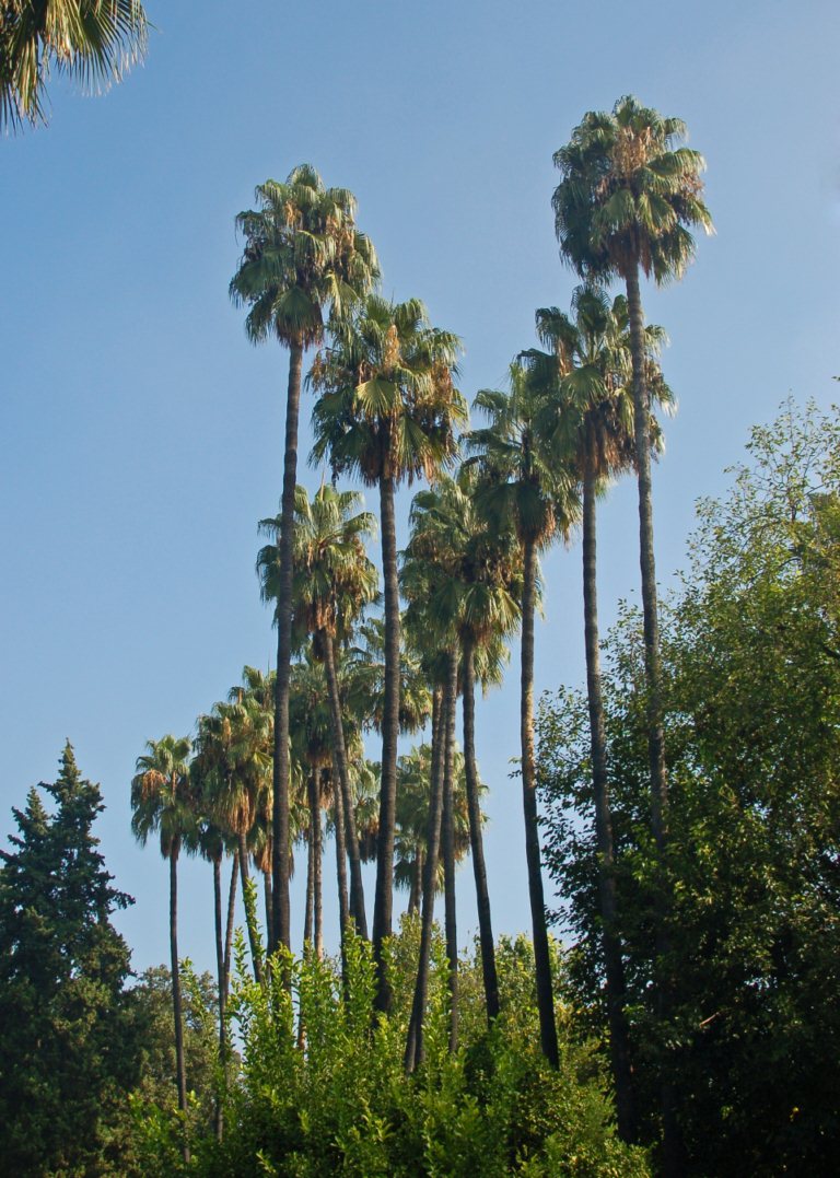 Delle altissime palme - Washingtonia robusta