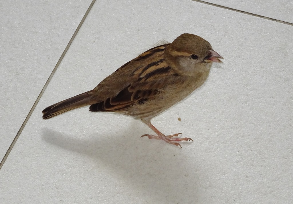 Passero dalla Rep.Dominicana:  Passer domesticus