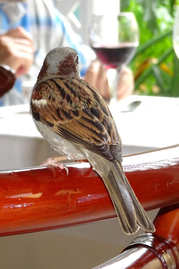 Passero dalla Rep.Dominicana:  Passer domesticus