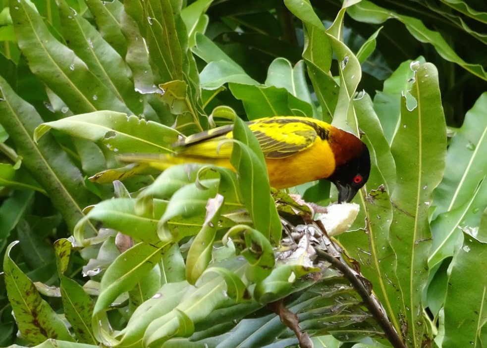 uccello da Repubblica Dominicana:  Ploceus cucullatus