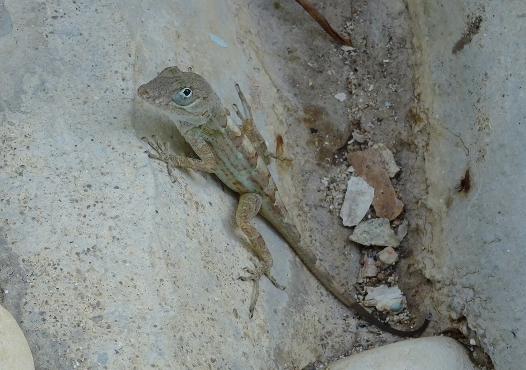 cfr. Anolis sp. (Dactyloidae) - Repubblica Dominicana