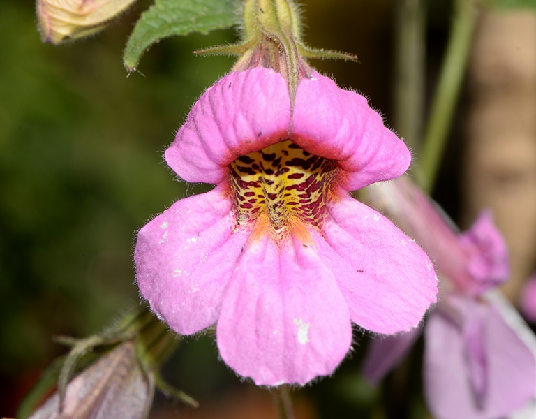 Rehmannia elata (Orobanchaceae) Hubei (Cina)