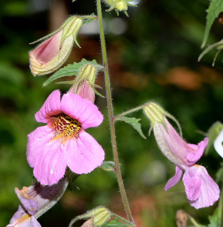 Rehmannia elata (Orobanchaceae) Hubei (Cina)