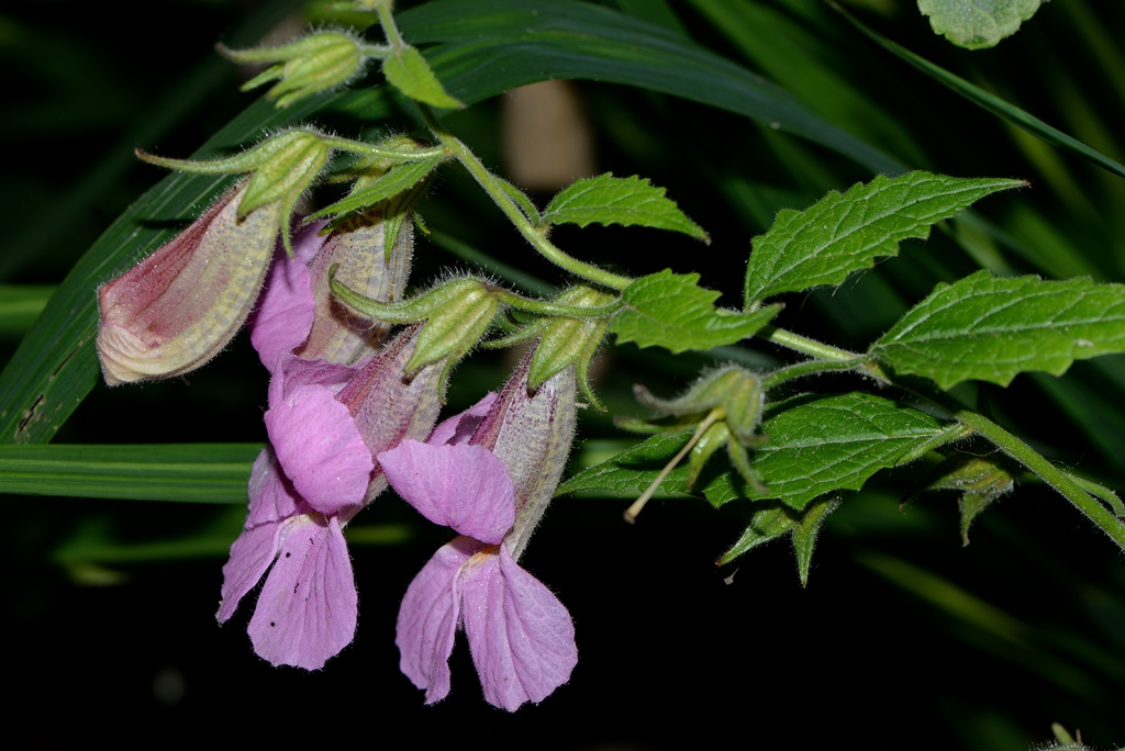 Rehmannia elata (Orobanchaceae) Hubei (Cina)