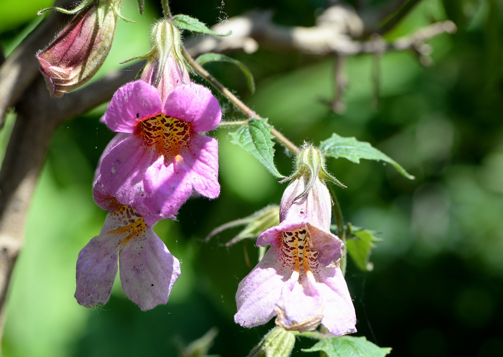 Rehmannia elata (Orobanchaceae) Hubei (Cina)