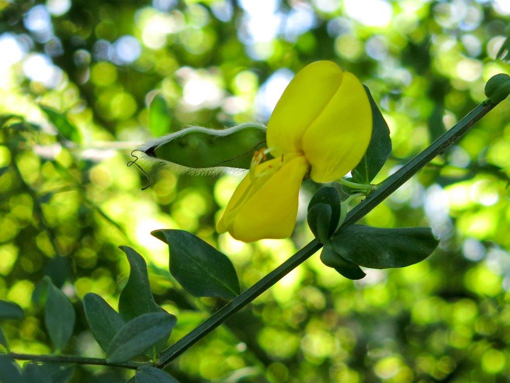 Cytisus scoparius (L.) Link (Fabaceae) Germania