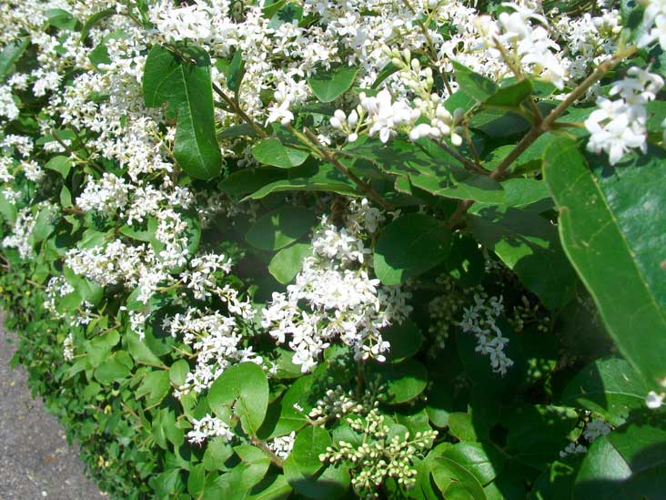 Siepi da identificare - Ligustrum sinense