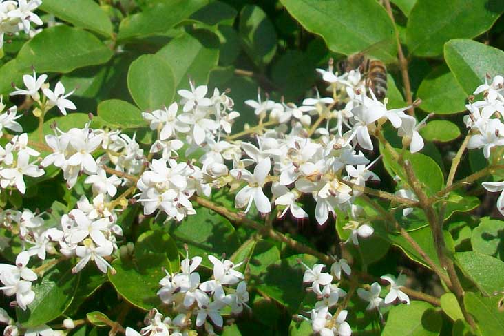 Siepi da identificare - Ligustrum sinense