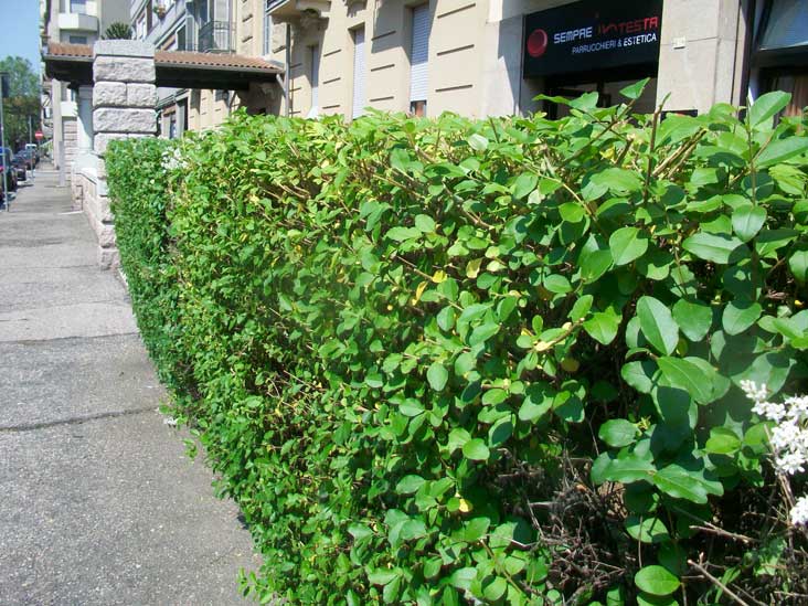 Siepi da identificare - Ligustrum sinense