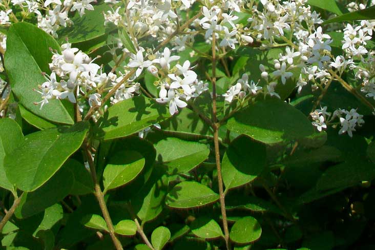 Siepi da identificare - Ligustrum sinense