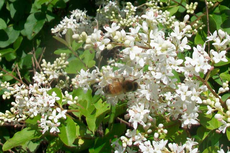 Siepi da identificare - Ligustrum sinense