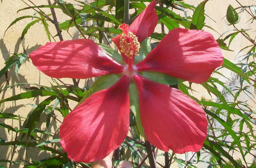 Hibiscus coccineus