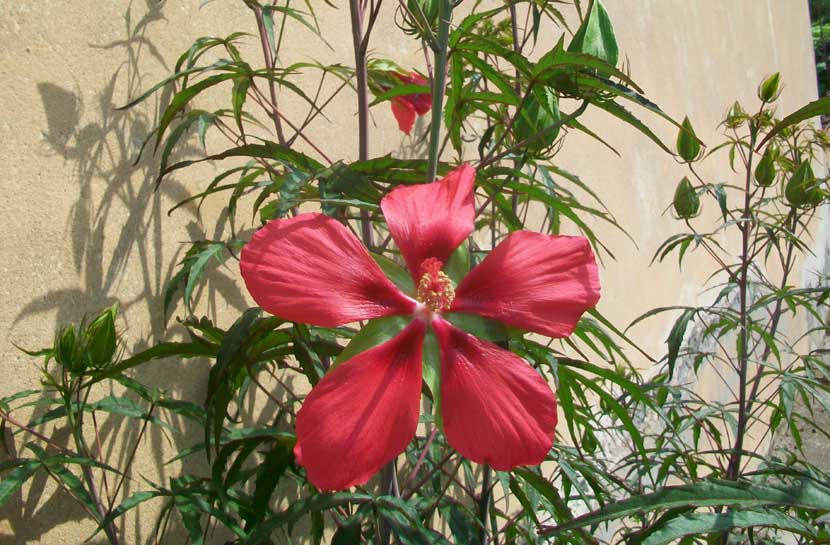 Hibiscus coccineus