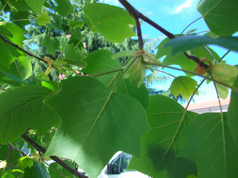 Albero da identificare