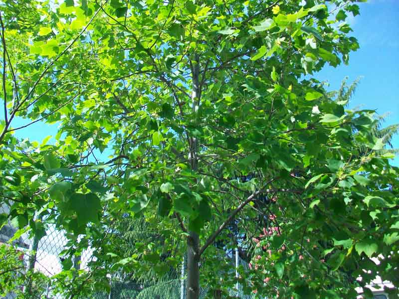 Albero da identificare