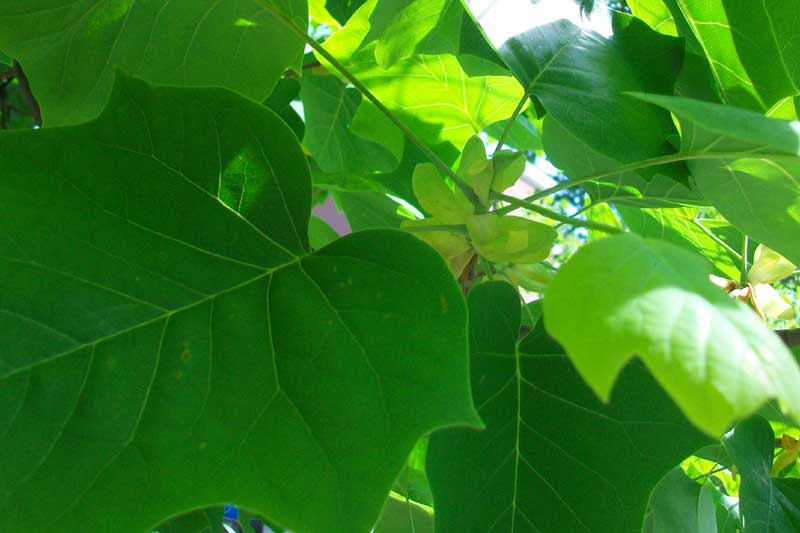 Albero da identificare