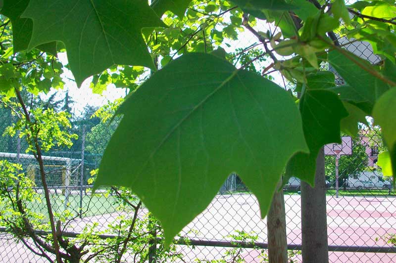 Albero da identificare