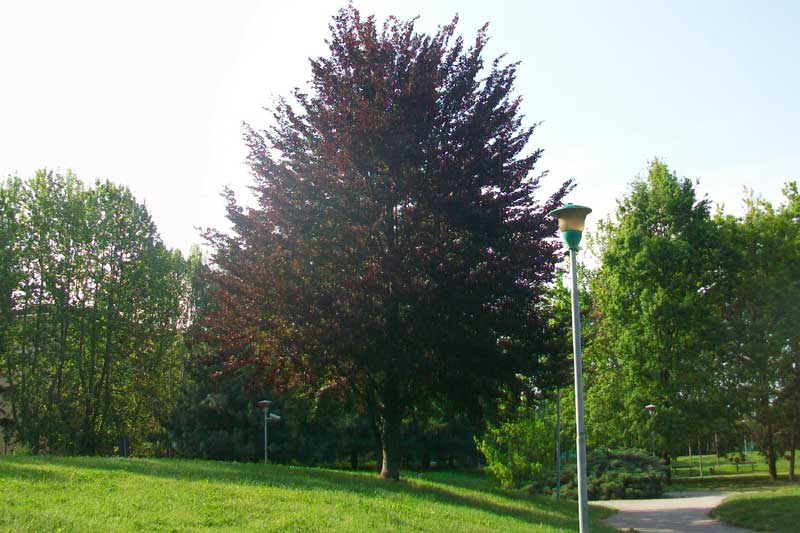 Albero - Fagus sylvatica forma purpurea