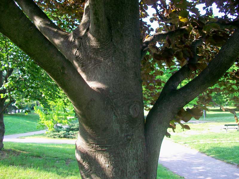 Albero - Fagus sylvatica forma purpurea