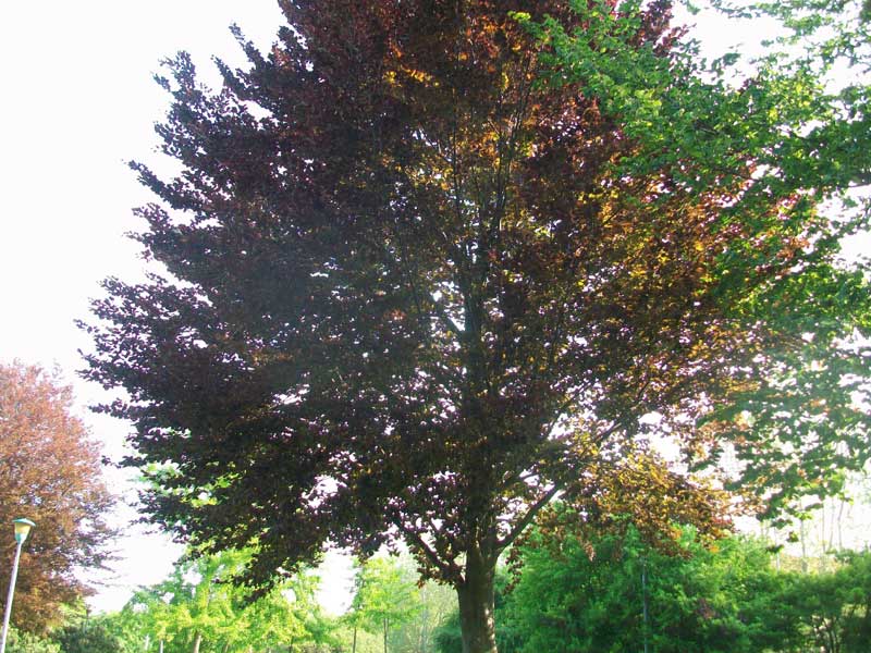 Albero - Fagus sylvatica forma purpurea