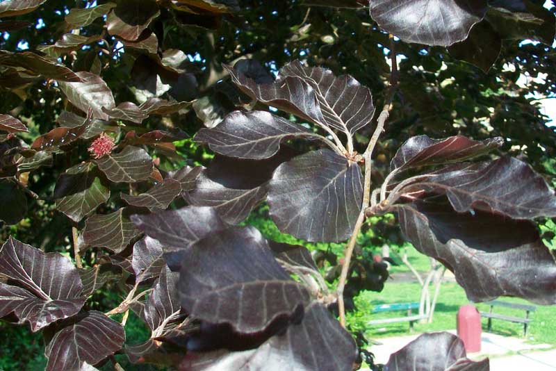 Albero - Fagus sylvatica forma purpurea
