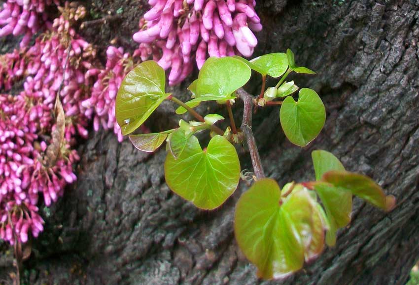 In un parco - Cercis siliquastrum