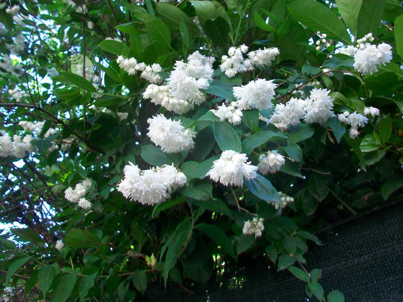 Alberello fiorito - Deutzia crenata
