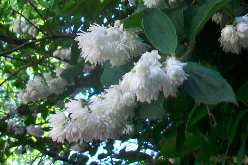 Alberello fiorito - Deutzia crenata